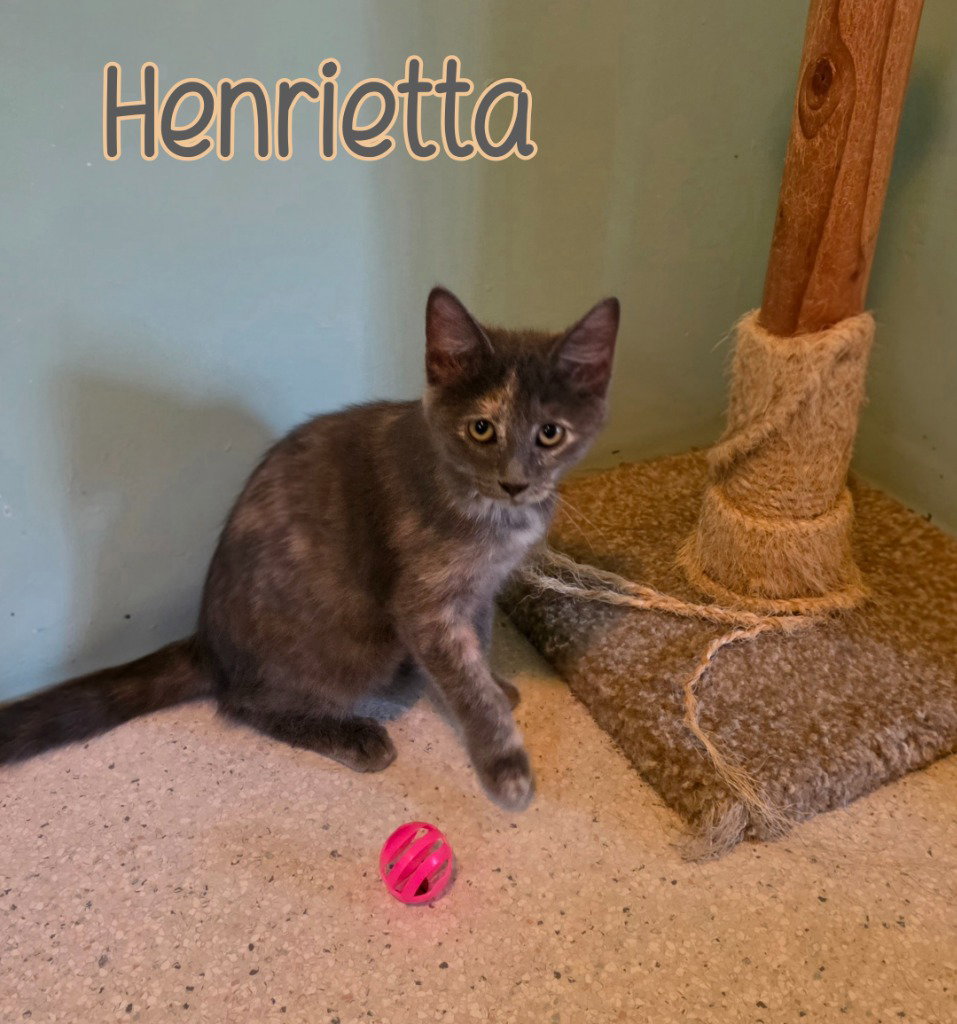 Henrietta, photo 3