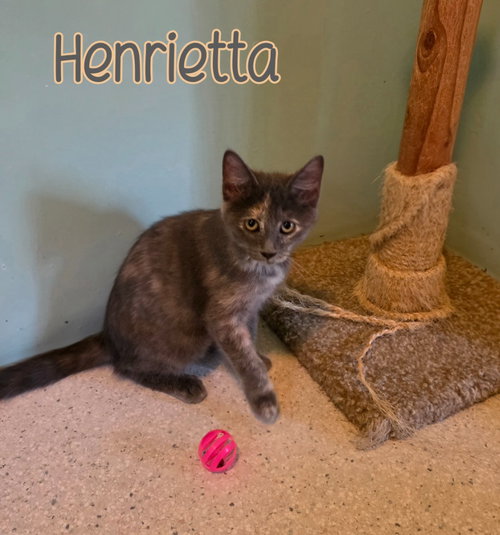 Photo 3 of Henrietta