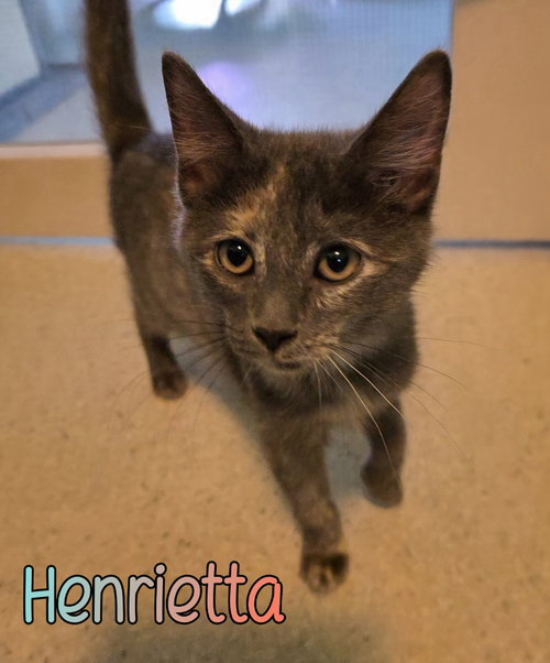 Photo 4 of Henrietta