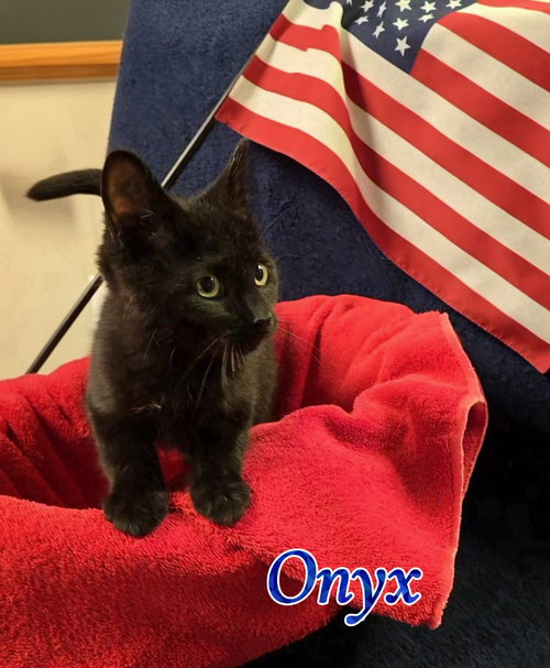 Onyx, an adoptable Domestic Short Hair in Port Clinton, OH