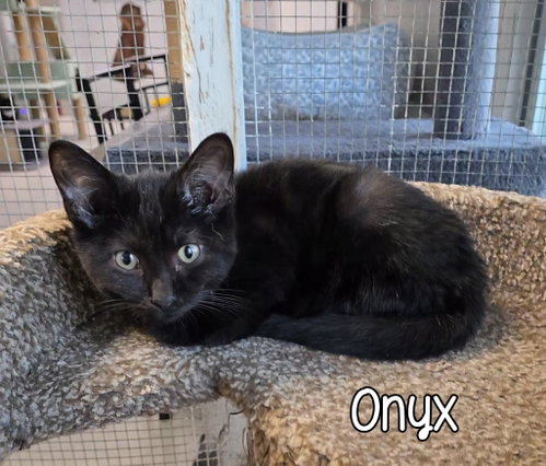 Onyx, a cat for adoption from Humane Society of Ottawa County