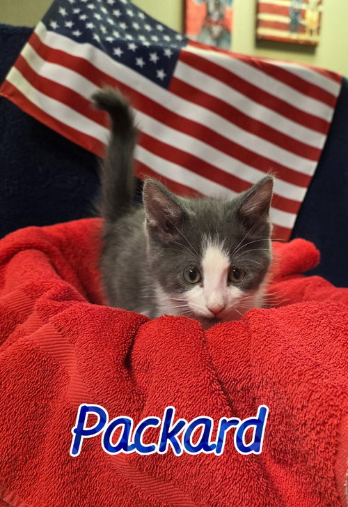 Packard, an adoptable Domestic Medium Hair in Port Clinton, OH