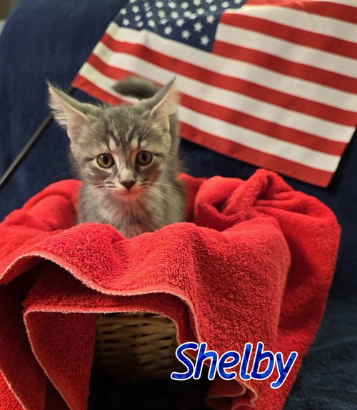 Shelby, an adoptable Domestic Short Hair in Port Clinton, OH