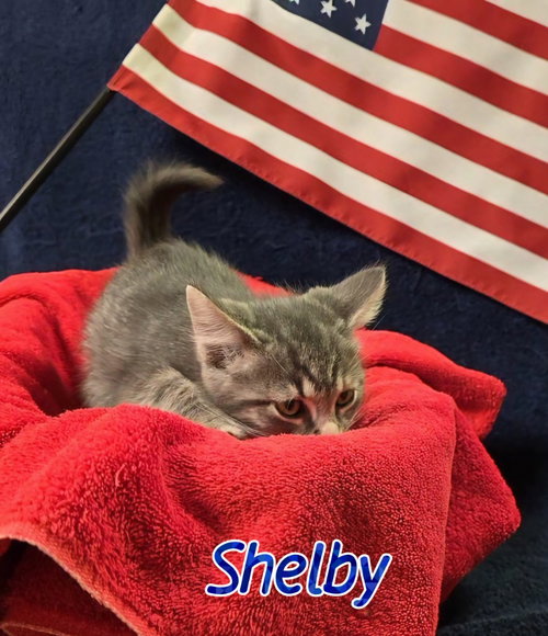 Shelby photo 4
