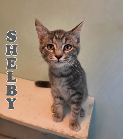 Shelby, a cat for adoption from Humane Society of Ottawa County