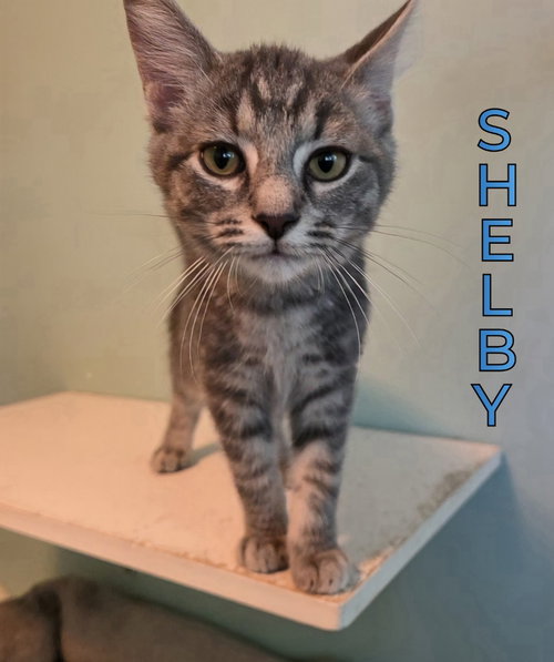 Photo 4 of Shelby
