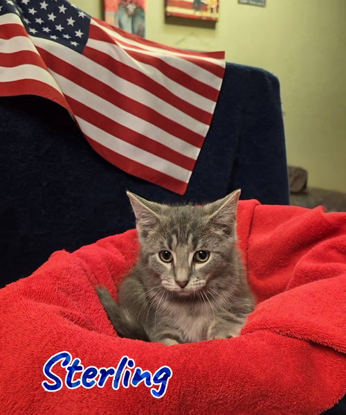 Sterling, an adoptable Domestic Medium Hair in Port Clinton, OH