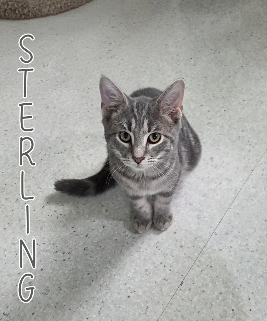 Sterling