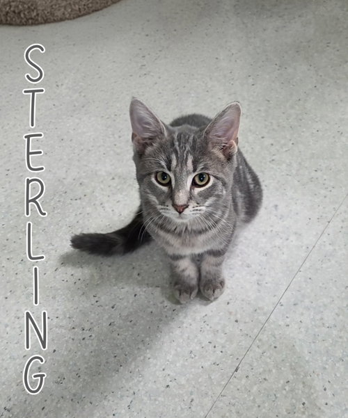 Sterling, a cat for adoption from Humane Society of Ottawa County