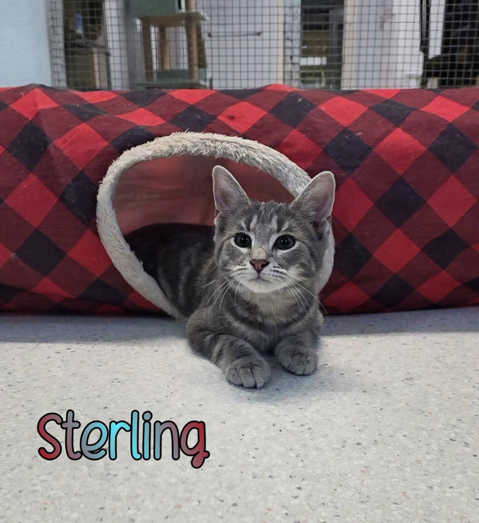 Sterling, photo 2