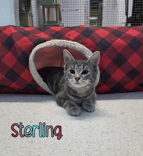 Photo 2 of Sterling