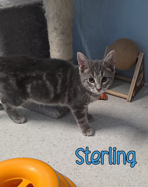 Photo 3 of Sterling