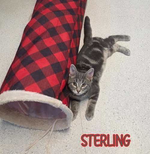 Photo 4 of Sterling