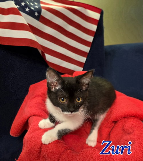 Zuri
