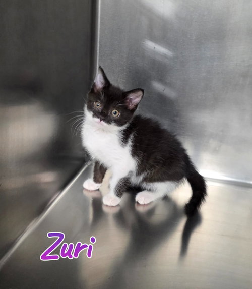 Zuri photo 3
