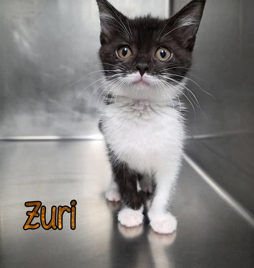 Zuri photo 4