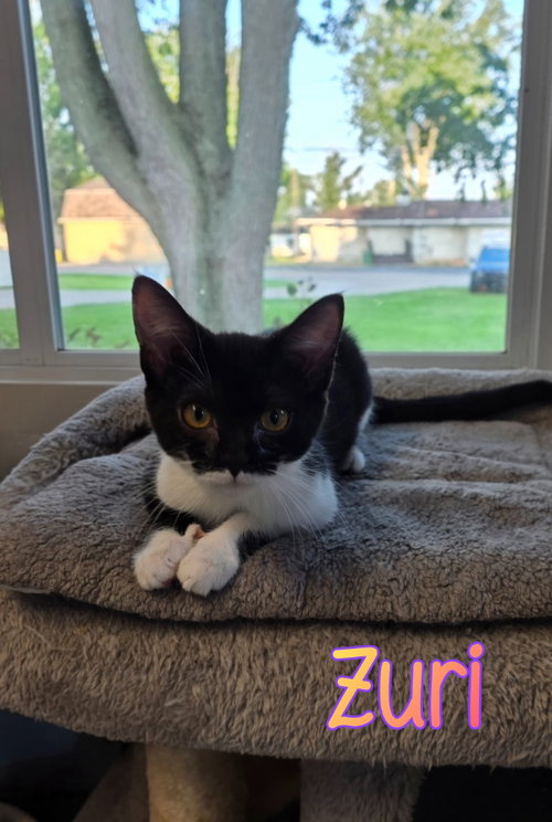 Photo 2 of Zuri