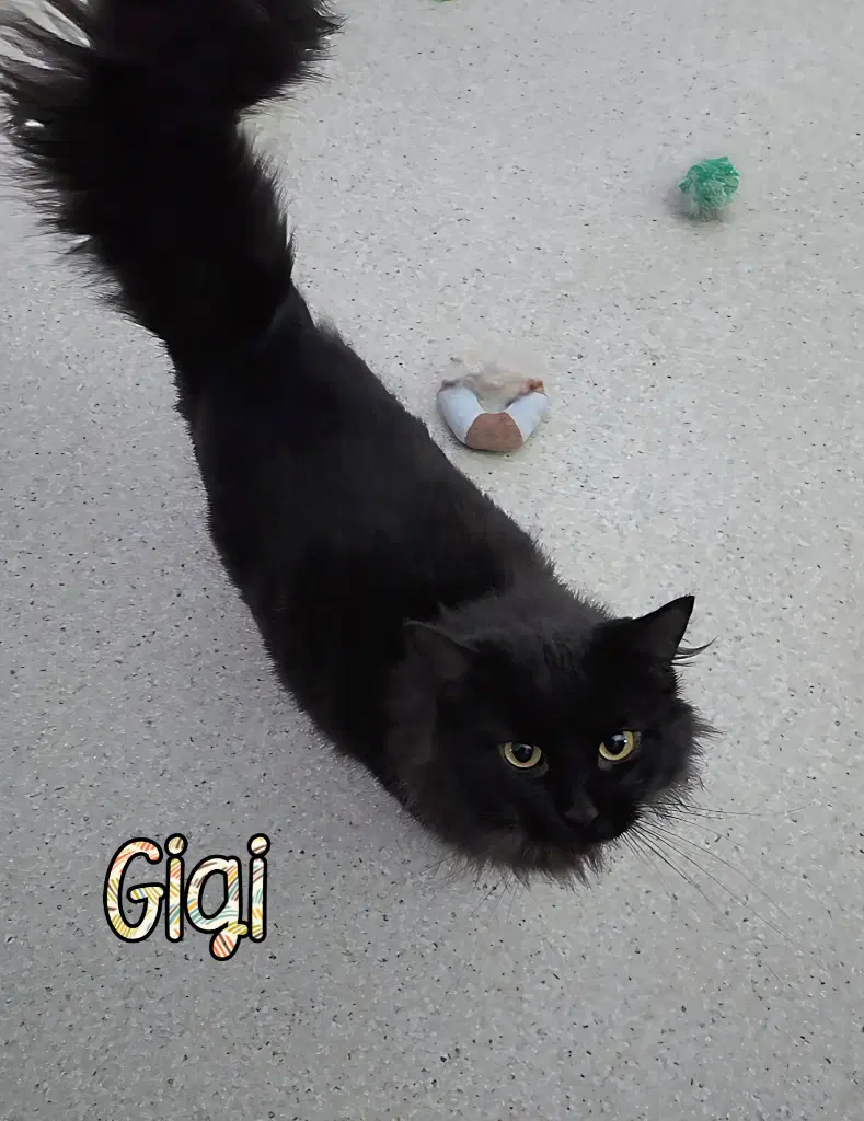 Gigi - Domestic Short Hair