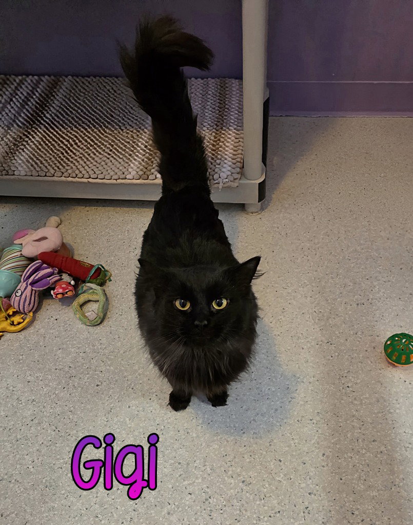 Gigi, photo 2