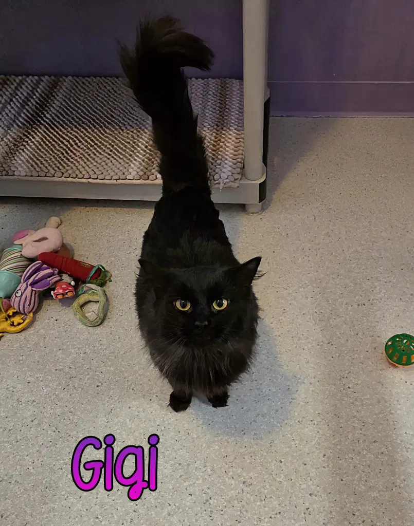 Gigi image 2