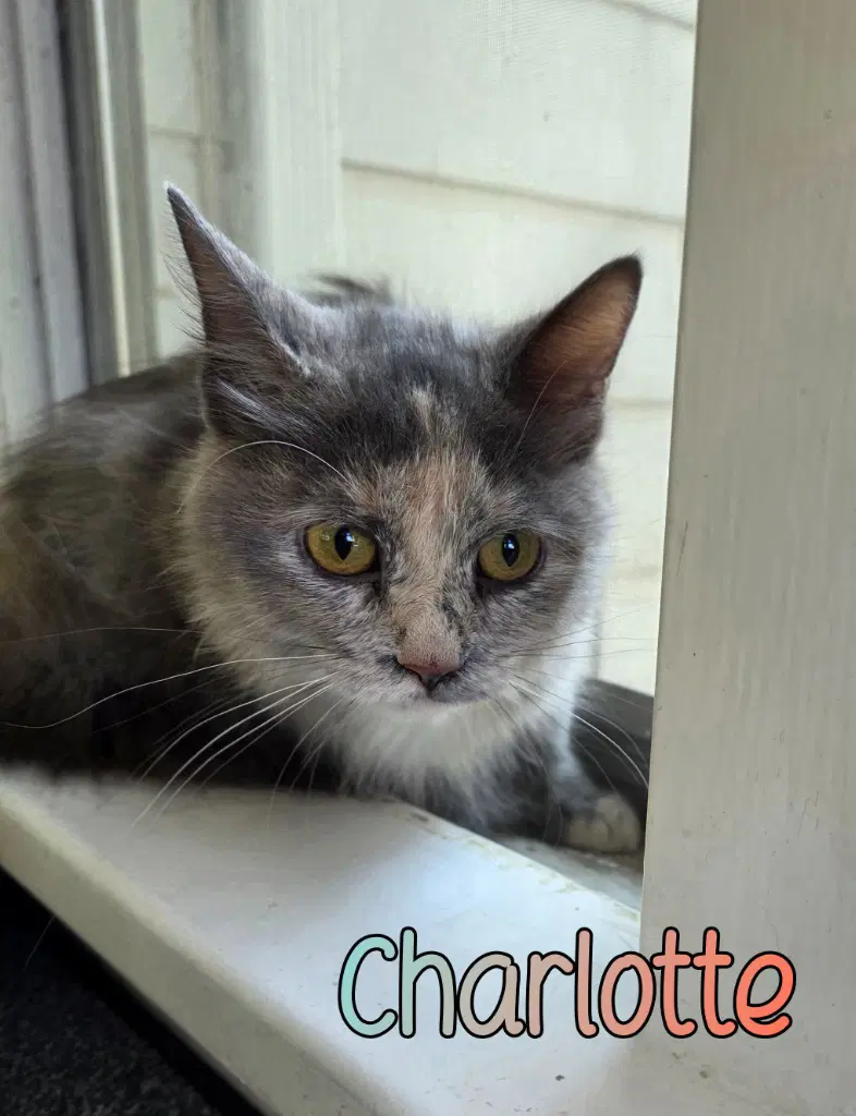 Charlotte - Domestic Long Hair