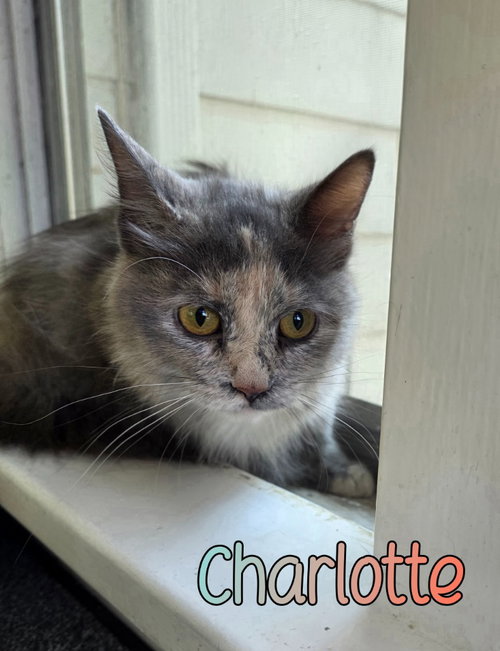 picture of the cat needing adoption