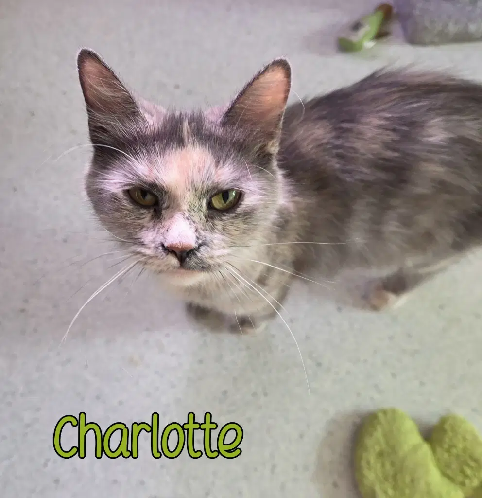 Charlotte image 2
