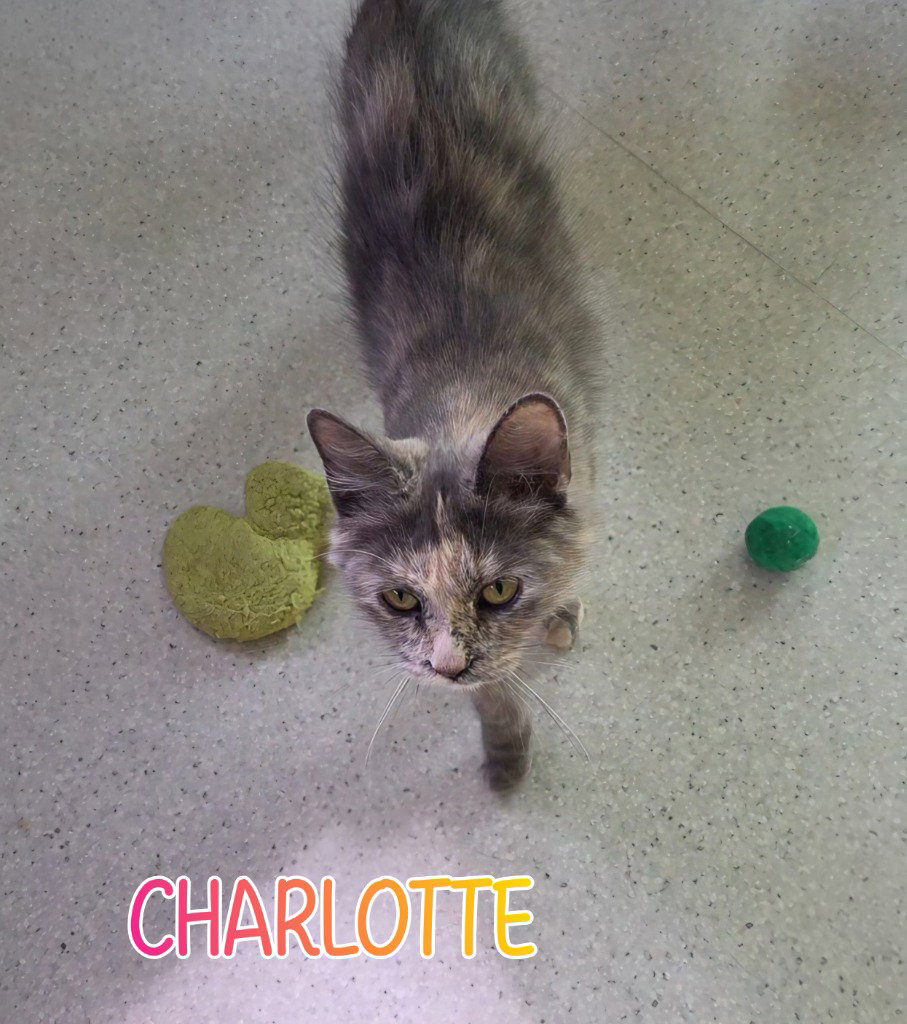 Charlotte, photo 3