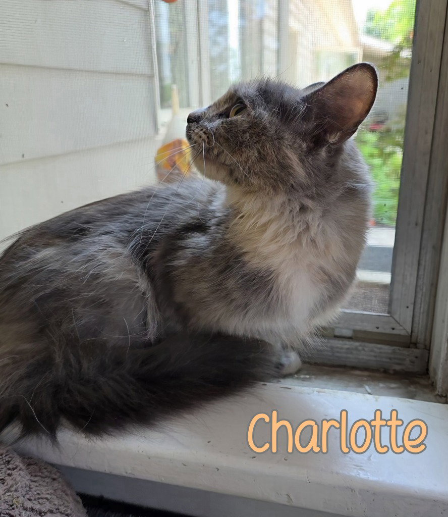 Charlotte, photo 4