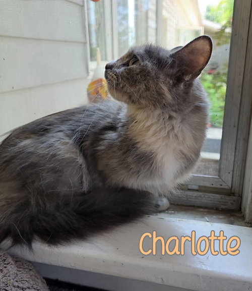 Photo 4 of Charlotte