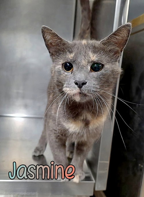 picture of the cat needing adoption