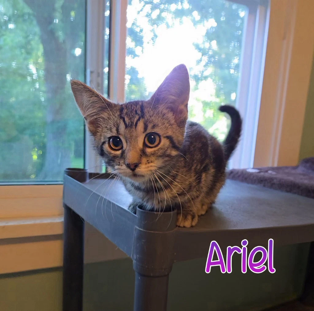 Ariel