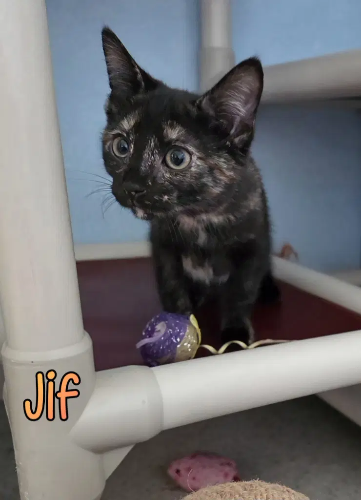 Jif - Domestic Short Hair