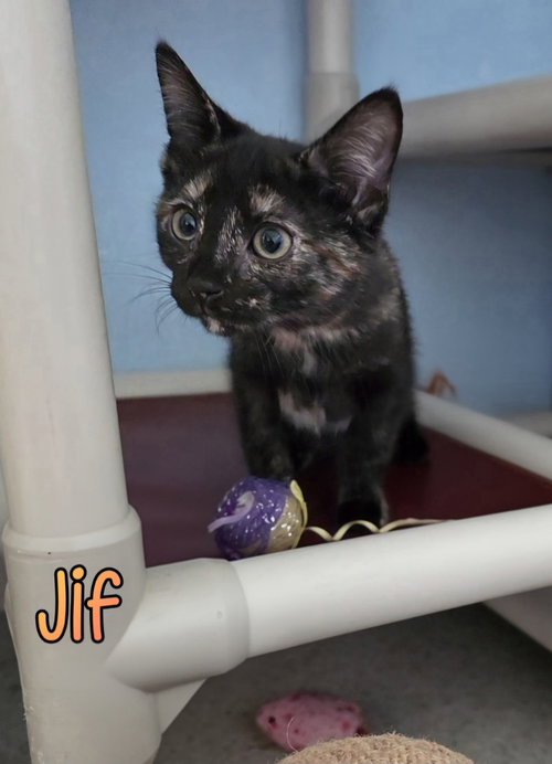 picture of the cat needing adoption