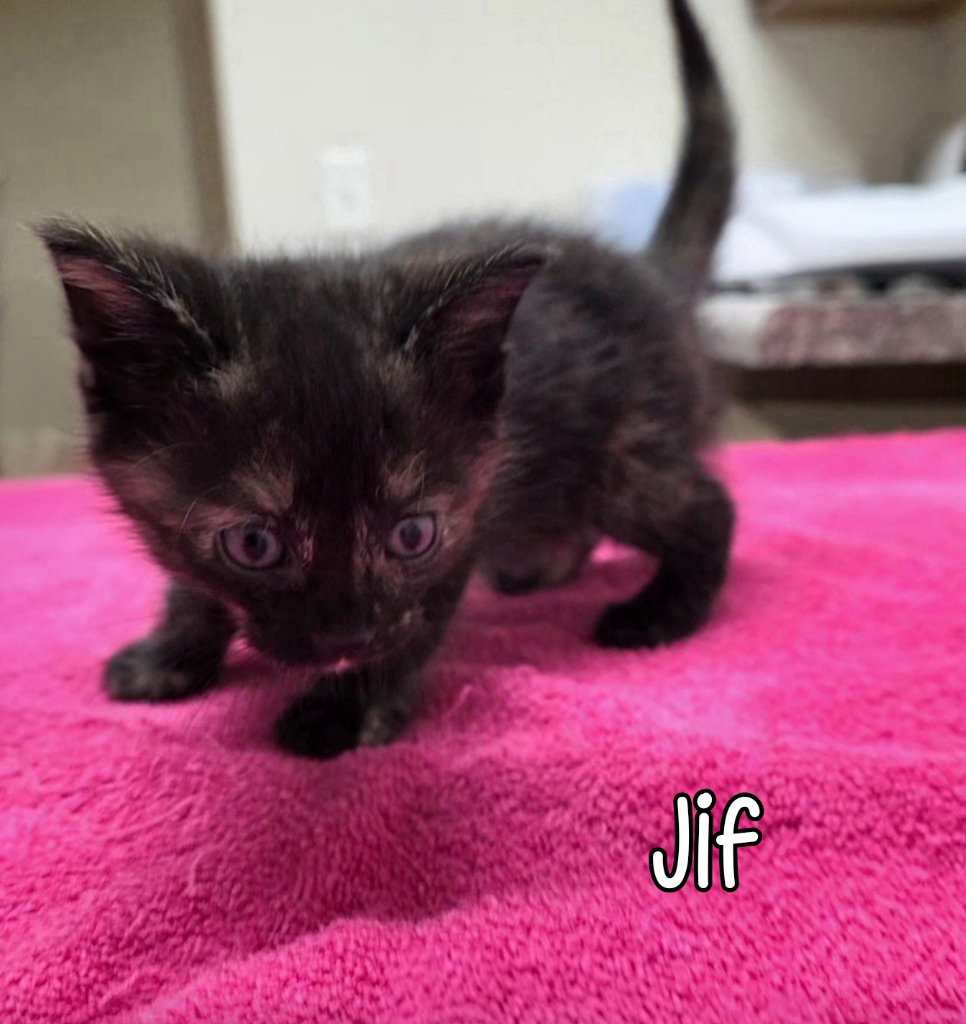 Jif, photo 2