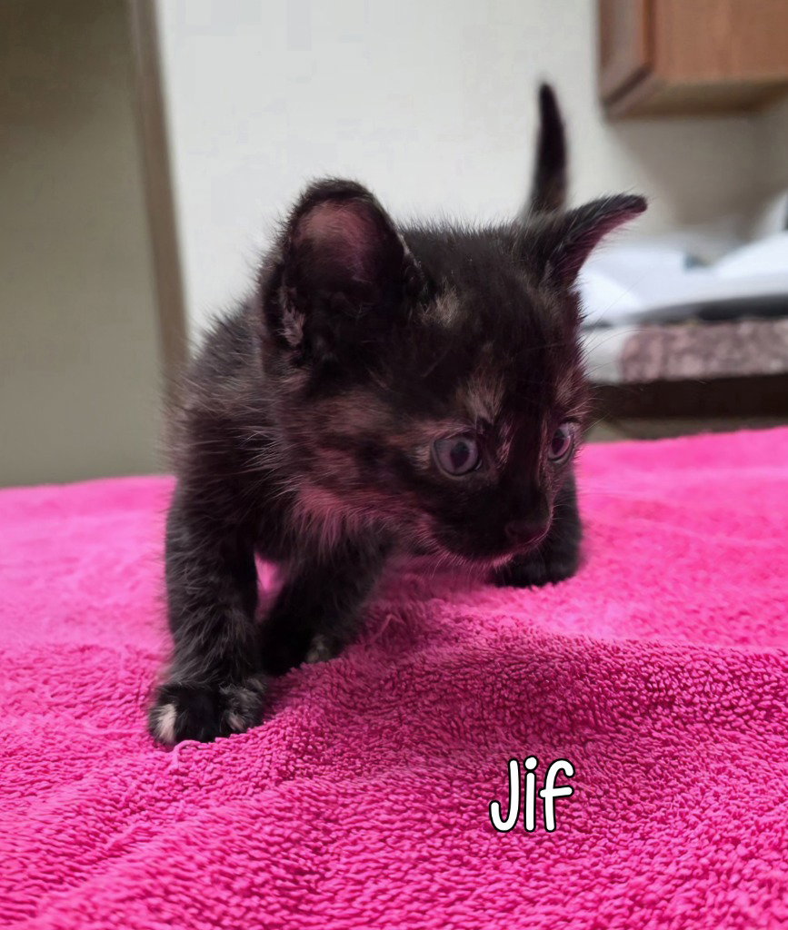 Jif, photo 3