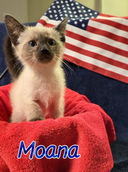 Moana