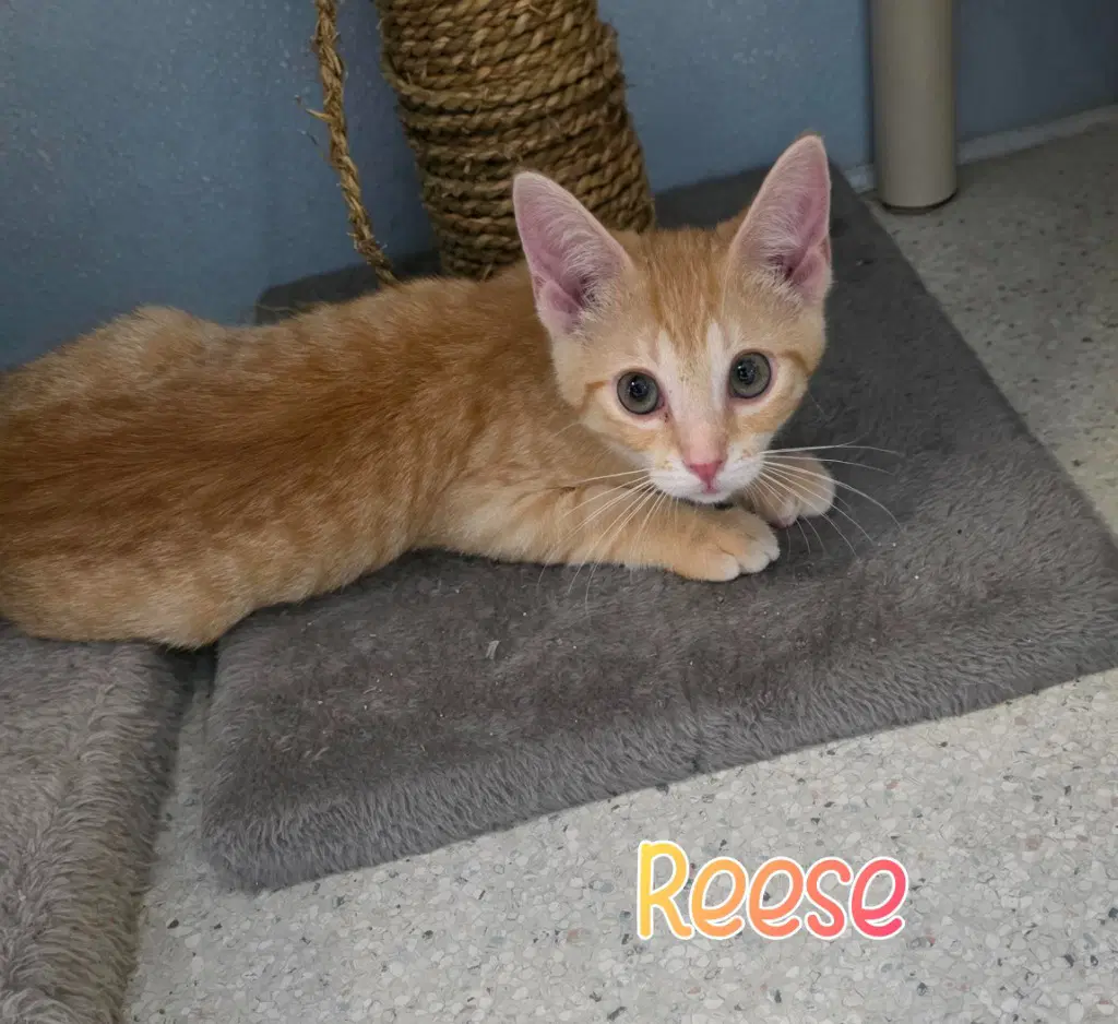 Reese - Domestic Short Hair