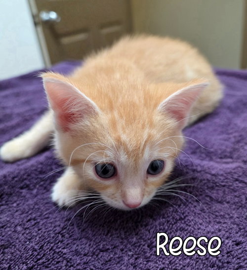 Photo 3 of Reese