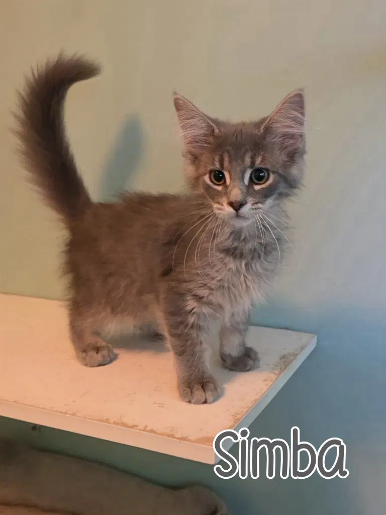 Simba - Domestic Medium Hair