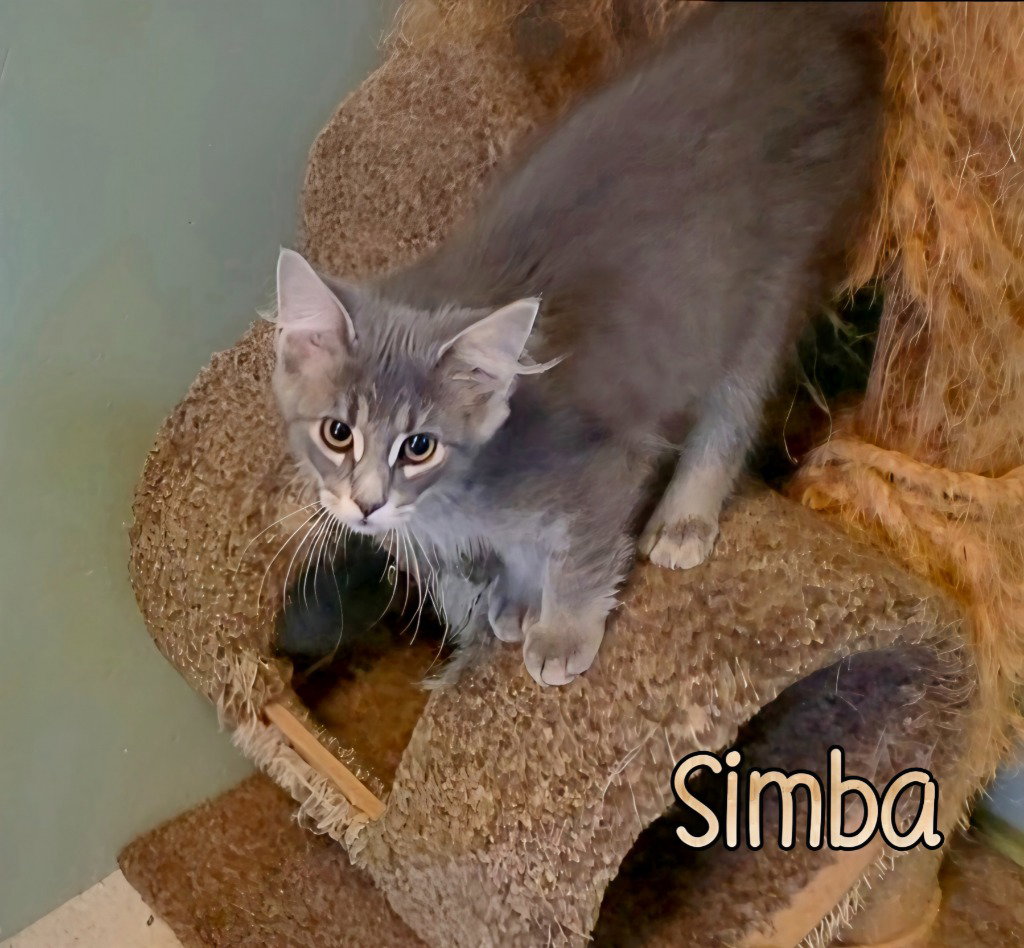 Simba, photo 2