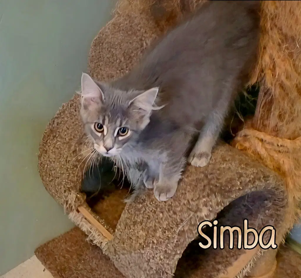 Simba image 2