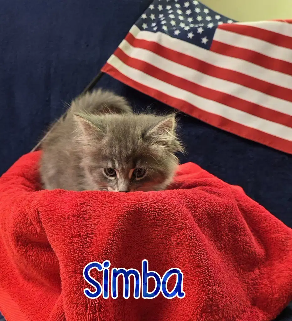 Simba image 3