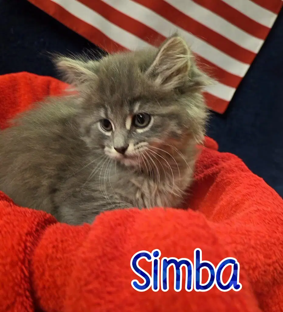 Simba image 4