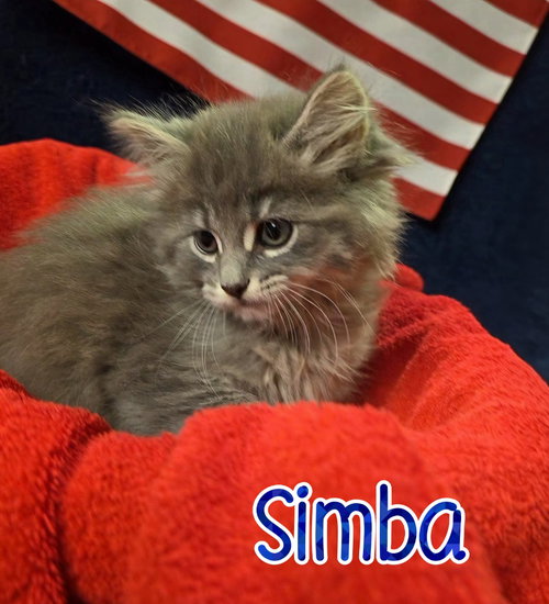 Photo 4 of Simba