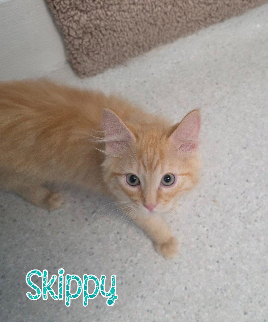 Skippy, Domestic Medium Hair