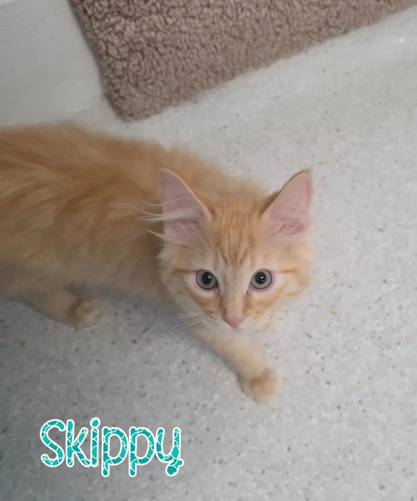 Skippy - Domestic Medium Hair