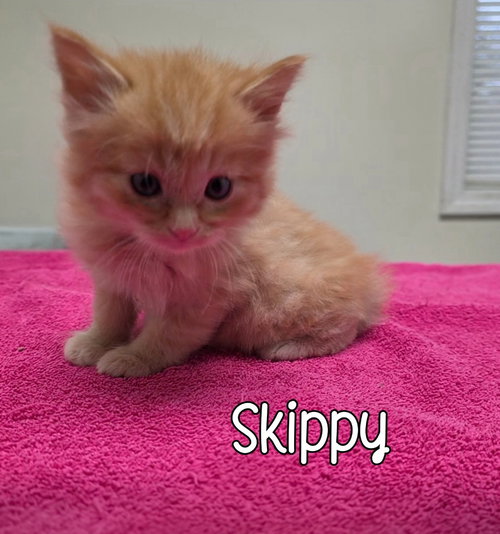 Photo 2 of Skippy