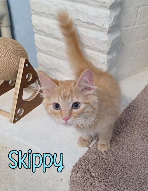 Photo 4 of Skippy