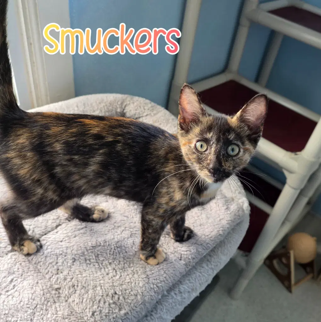 Smuckers - Domestic Short Hair